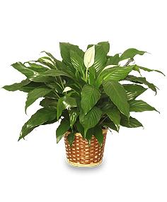 image-243091-plant peace lily.jpg